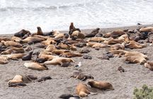 Peninsula Valdes & Whales