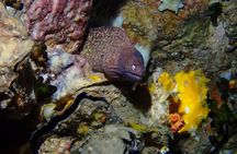 SSI Open Water Diver 