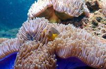 Scuba Diving from Koh Yao Yai