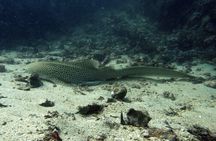 Scuba Diving from Koh Yao Yai