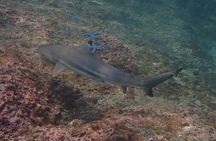Speedboat Scuba Diving in Small Groups from Koh Yao Yai