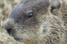 Beaver Safari on Stand up paddleboard in Hokksund