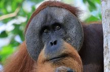 2 Days 1 Night in THE JUNGLE Mount Leuser ( See ORANGUTAN) 