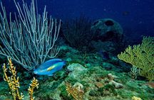 Scuba Diving in Puerto Plata