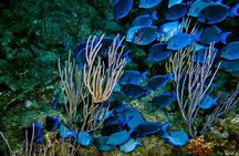 Scuba Diving in Puerto Plata