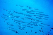 3-Hour Try Scuba Private Guided Sea Baptism from Palermo