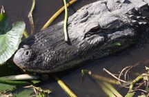 Everglades Day Safari from Miami
