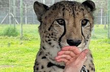 Helicopter, Boat Cruise, Big 5 Safari and Winelands Scenic Experience in 4 Days.