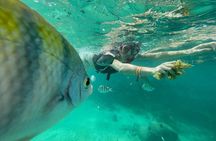 Cenotes Private Tour VIP