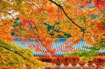 Naejangsan National Park Autumn Foliage One Day Tour from Busan