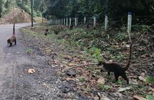 Full day Hiking Manuel Antonio and watching wild life at nature from San Jose