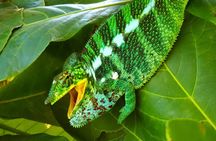 Full-day jungle trek on Nosy Komba (Lemur island) with the Black Lemur Sanctuary