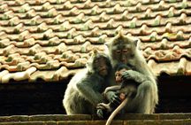 Full Day Surface of Ubud Private Tour