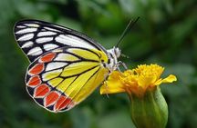 Full Day Wonders of Bali Private Tour with Pickup and Lunch