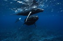 Half Day Small Group Whale Watching