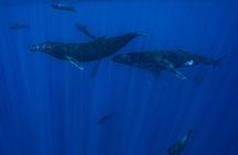 Half Day Small Group Whale Watching