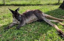 Private Tour: Blue Mountains Day Trip from Sydney