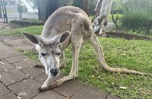 Blue Mountains Wildlife Full-Day Sights and Hiking from Sydney