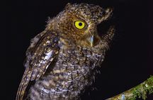 EXCLUSIVE Night Tour with Night Vision- small groups 8 people max