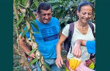 Full-day jungle trek on Nosy Komba (Lemur island) with the Black Lemur Sanctuary