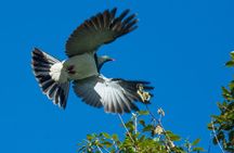 Franz Josef Nature Tour