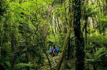 Fox Glacier Nature Tour