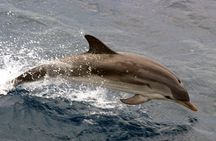 1.5-Hour Charleston Harbor Cruise with Live Narration