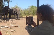 2-Hours Elephants Safari Day Tour in Victoria Falls