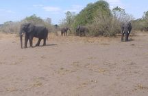 2-Hours Elephants Safari Day Tour in Victoria Falls