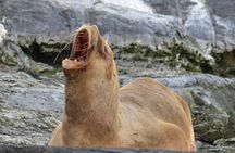 Peninsula de Valdes - Puerto Madryn **(Shared tour for cruises)**