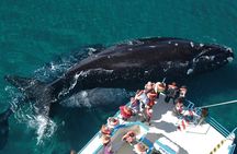 Puerto Madryn: Peninsula Valdes National Park Day Trip