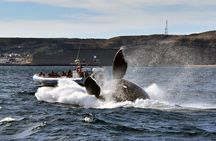 Puerto Madryn: Peninsula Valdes National Park Day Trip