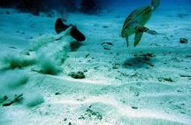 Culebra Snorkel and Beach Day with Lunch and Drinks