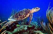 Culebra Snorkel and Beach Day with Lunch and Drinks