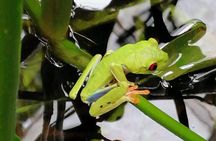 Veragua Rainforest Eco-Adventure & Aerial Tram Experience