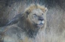 Pilanesberg National Park Safari, BIG 5 Full Day