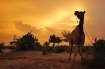 2 Days-1 Night Camel Tour