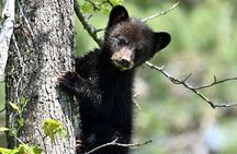 Full-Day Private Tour to Alligator River National Wildlife Refuge