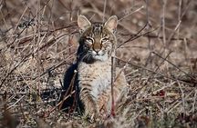 Full-Day Private Tour to Alligator River National Wildlife Refuge
