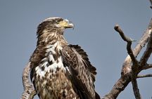 Full-Day Private Tour to Alligator River National Wildlife Refuge
