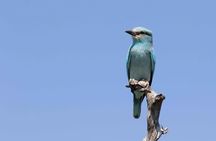 6 days 5nights Victoria falls and hwange safari Private Tour