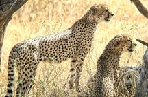 4 days safari 