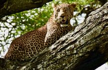 4 days safari 
