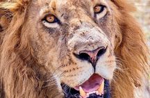4 days safari 