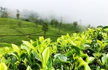Tea Adventure- Haputale, Tea Plantation Tour with Lunch