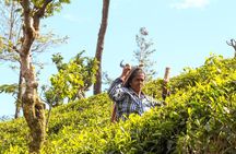 Tea Adventure- Haputale, Tea Plantation Tour with Lunch