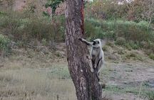 Bandipur wildlife and Mysore experience in 2 days from Bangalore