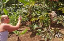 Private Tour Rio Celeste, Waterfalls, Rainforest, Sloth Encounter