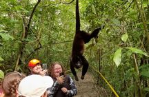 Private Tenorio Rainforest Hanging Bridges and Sloth Encounter