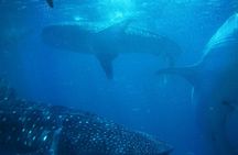 Oslob Whale Shark Encounter with Kawasan Canyoonering